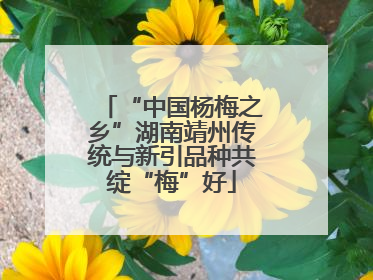 “中国杨梅之乡”湖南靖州传统与新引品种共绽“梅”好