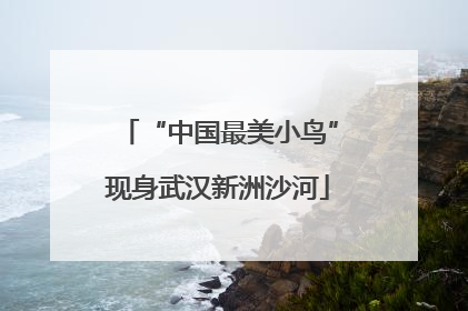 “中国最美小鸟”现身武汉新洲沙河