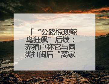 “公路惊现鸵鸟狂飙”后续：养殖户称它与同类打闹后“离家出走”，跑了1公里被找回