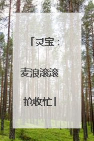 灵宝：麦浪滚滚抢收忙