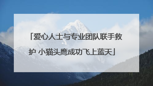 爱心人士与专业团队联手救护 小猫头鹰成功飞上蓝天