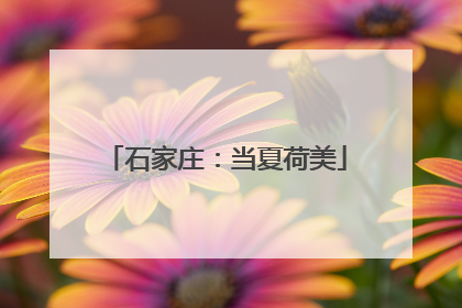 石家庄：当夏荷美
