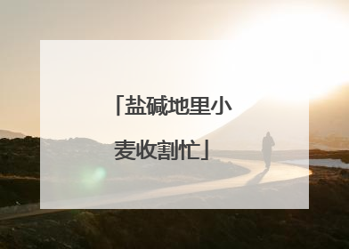 盐碱地里小麦收割忙