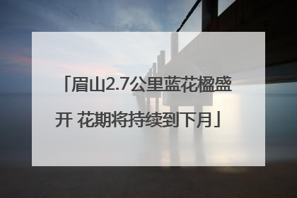 眉山2.7公里蓝花楹盛开 花期将持续到下月