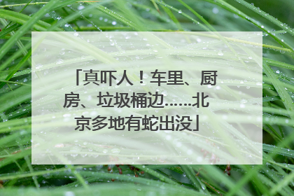 真吓人！车里、厨房、垃圾桶边……北京多地有蛇出没