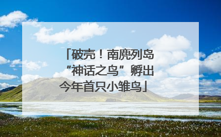 破壳！南麂列岛“神话之鸟”孵出今年首只小雏鸟