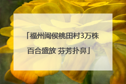 福州闽侯桃田村3万株百合盛放 芬芳扑鼻