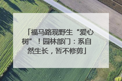 福马路现野生“爱心树”！园林部门：系自然生长，暂不修剪