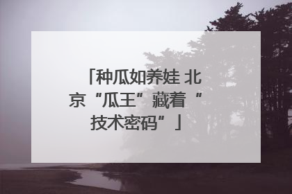 种瓜如养娃 北京“瓜王”藏着“技术密码”