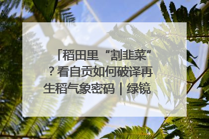 稻田里“割韭菜”？看自贡如何破译再生稻气象密码｜绿镜头·发现中国
