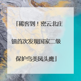 稀客到！密云北庄镇首次发现国家二级保护鸟类凤头鹰