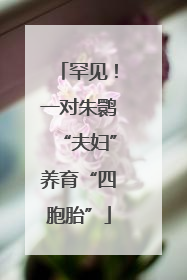 罕见！一对朱鹮“夫妇”养育“四胞胎”