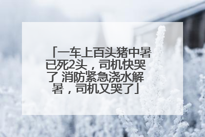 一车上百头猪中暑已死2头，司机快哭了 消防紧急浇水解暑，司机又哭了