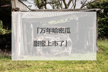 万年哈密瓜甜蜜上市了