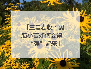 三夏麦收：弱筋小麦如何变得“强”起来