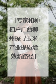 专家和种植户广西柳州探寻玉米产业提质增效新路径