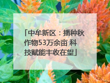 中牟新区：播种秋作物53万余亩 科技赋能丰收在望