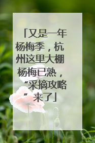 又是一年杨梅季，杭州这里大棚杨梅已熟，“采摘攻略”来了