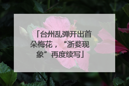 台州乱弹开出首朵梅花，“浙婺现象”再度续写
