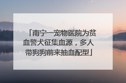 南宁一宠物医院为贫血警犬征集血源，多人带狗狗前来抽血配型