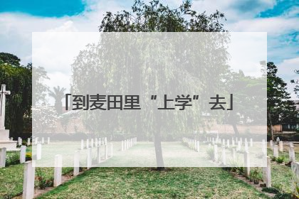 到麦田里“上学”去