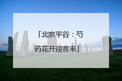 北京平谷：芍药花开迎客来