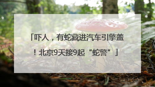吓人，有蛇藏进汽车引擎盖！北京9天接9起“蛇警”