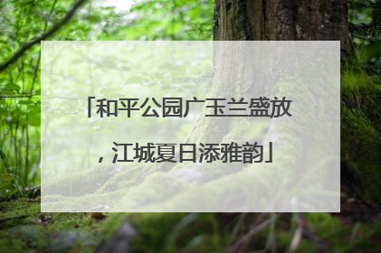 和平公园广玉兰盛放，江城夏日添雅韵