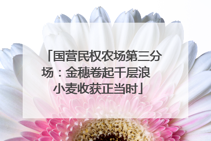 国营民权农场第三分场：金穗卷起千层浪 小麦收获正当时