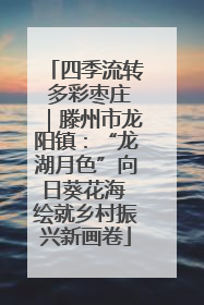 四季流转 多彩枣庄｜滕州市龙阳镇：“龙湖月色”向日葵花海 绘就乡村振兴新画卷