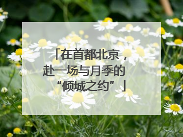 在首都北京，赴一场与月季的“倾城之约”
