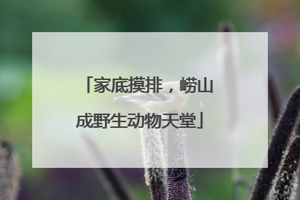 家底摸排，崂山成野生动物天堂
