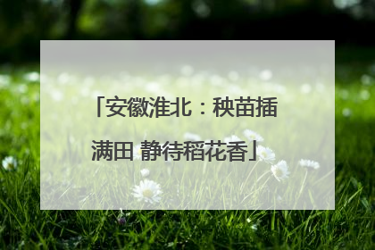 安徽淮北：秧苗插满田 静待稻花香