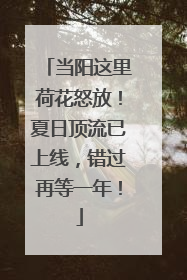 当阳这里荷花怒放！夏日顶流已上线，错过再等一年！