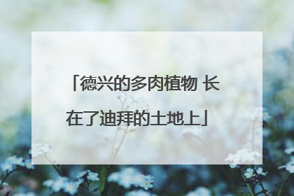 德兴的多肉植物 长在了迪拜的土地上