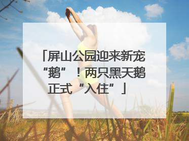 屏山公园迎来新宠“鹅”！两只黑天鹅正式“入住”