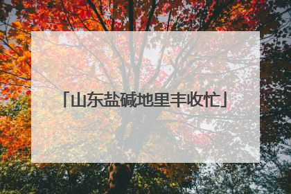 山东盐碱地里丰收忙