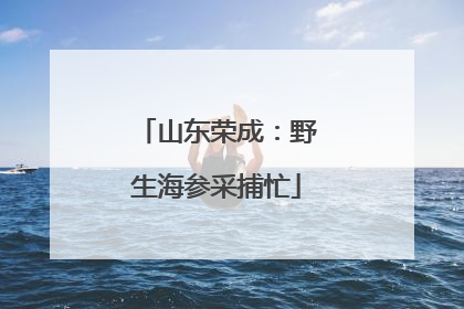 山东荣成：野生海参采捕忙