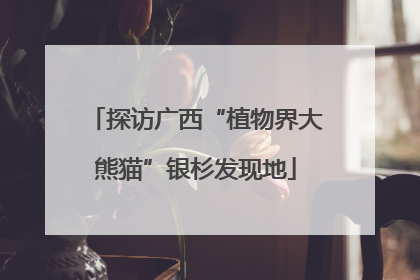 探访广西“植物界大熊猫”银杉发现地