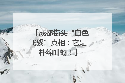 成都街头“白色飞絮”真相：它是朴绵叶蚜！