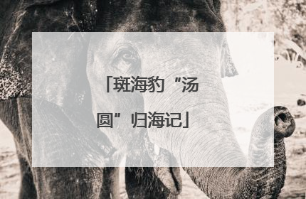 斑海豹“汤圆”归海记
