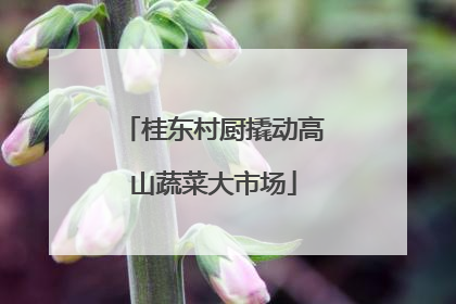 桂东村厨撬动高山蔬菜大市场