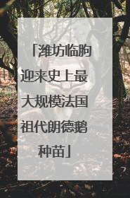 潍坊临朐迎来史上最大规模法国祖代朗德鹅种苗