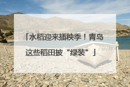 水稻迎来插秧季！青岛这些稻田披“绿装”