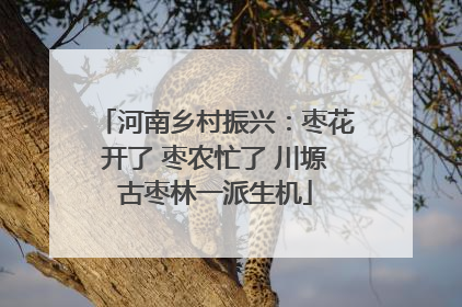 河南乡村振兴：枣花开了 枣农忙了 川塬古枣林一派生机