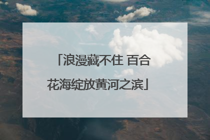 浪漫藏不住 百合花海绽放黄河之滨