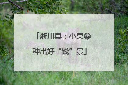 淅川县：小果桑种出好“钱”景