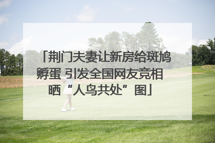 荆门夫妻让新房给斑鸠孵蛋 引发全国网友竞相晒“人鸟共处”图