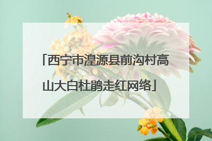 西宁市湟源县前沟村高山大白杜鹃走红网络
