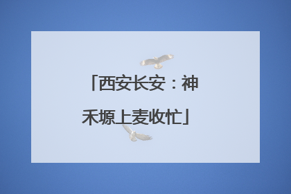 西安长安：神禾塬上麦收忙